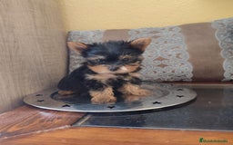 Yorkshire Terrier perros en venta: Yorkshire terrier  - Anuncio 6