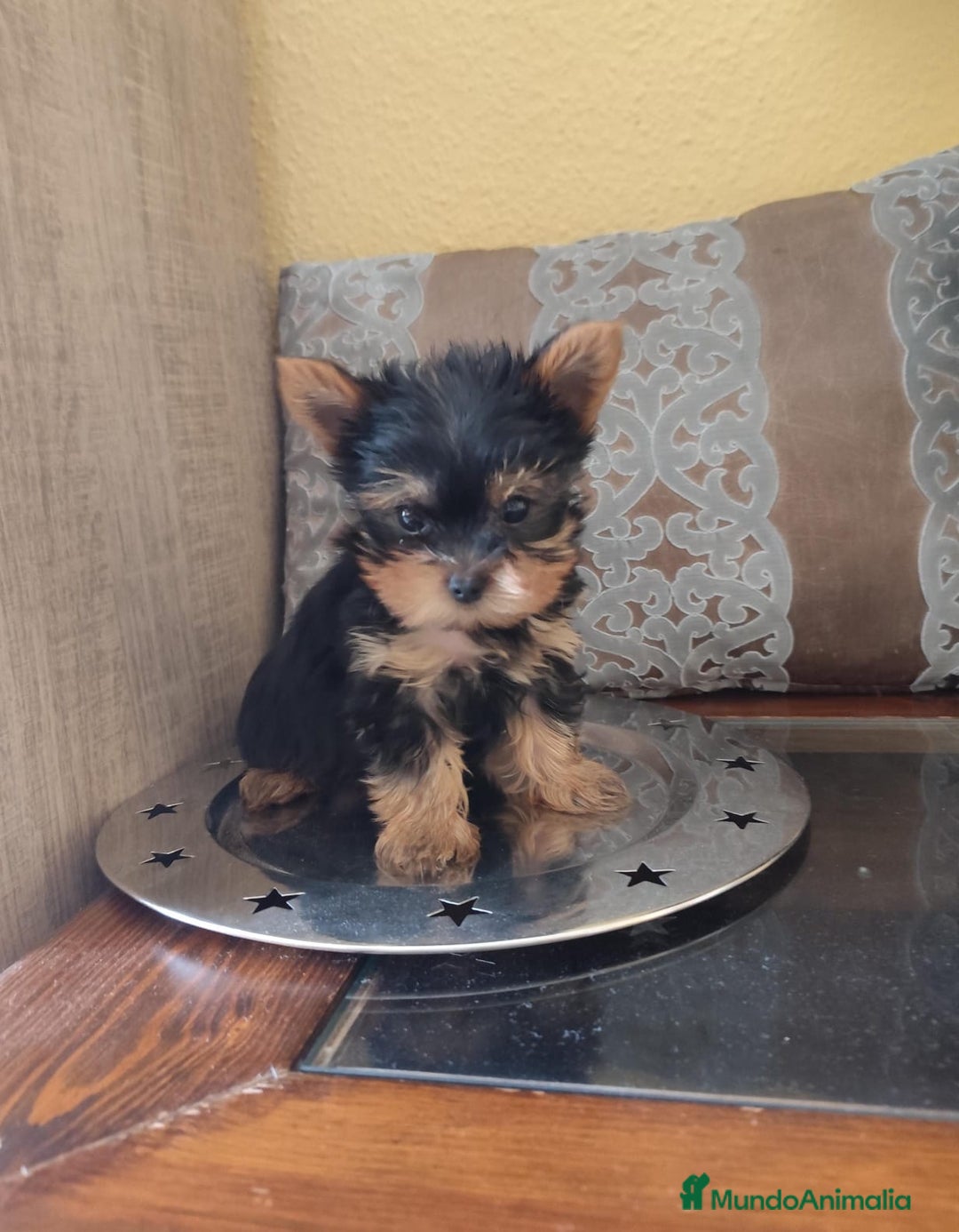 Yorkshire Terrier perros en venta: Yorkshire terrier  - Anuncio 6