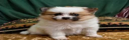 Pomerania perros en venta: Pomerania Mini Teddy Exclusivos - Anuncio 1