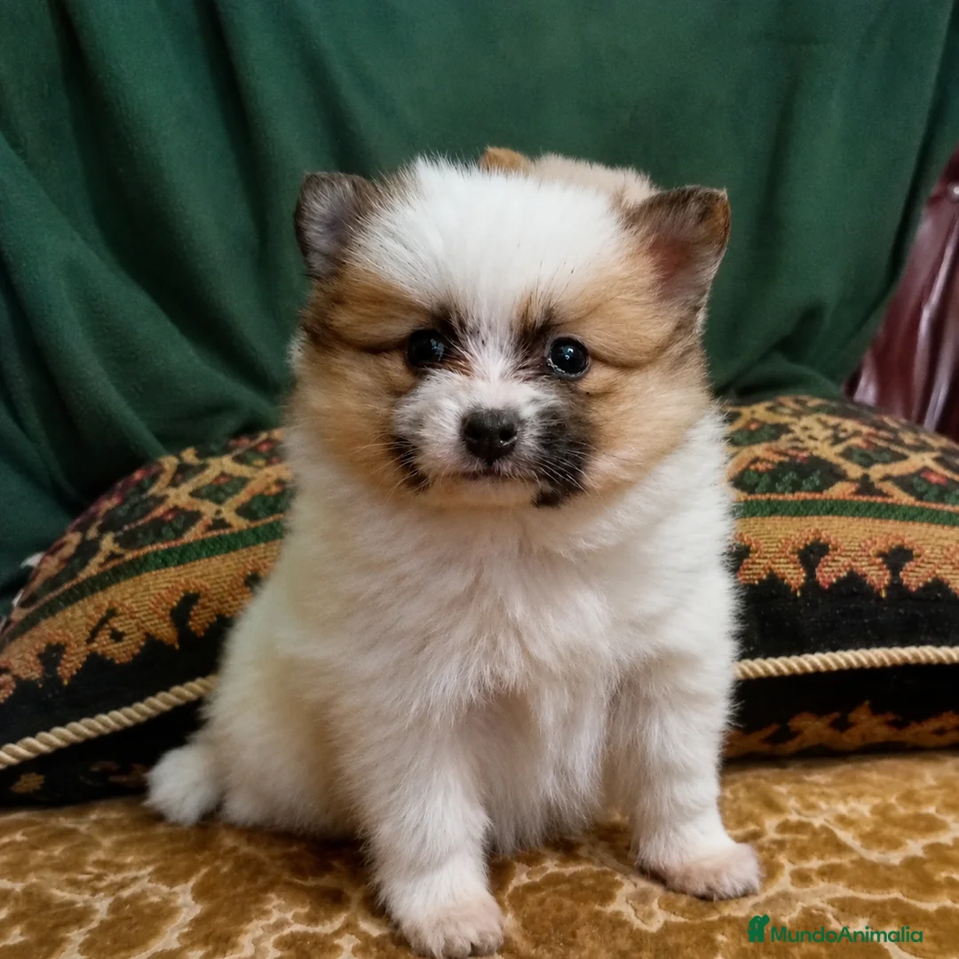 Pomerania perros en venta: Pomerania Mini Teddy Exclusivos - Anuncio 1