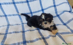 Shih Tzu perros en venta: SHIH TZU MACHO CALIDAD Y SELECCIÓN  - Imagen 5