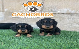 Teckel perros en venta: Teckel pelo duro  - Imagen 2