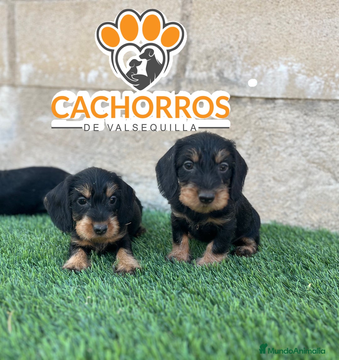 Teckel perros en venta: Teckel pelo duro  - Imagen 2