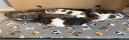 Bulldog Francés perros en venta: Bulldog frances - Anuncio 8
