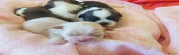 Shih Tzu perros en venta: Shih tzu - Anuncio 5