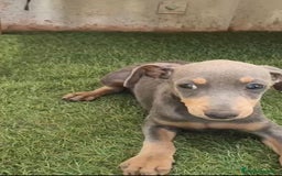 Pinscher Miniatura perros en venta: Mini-pinscher blue Macho  - Imagen 5