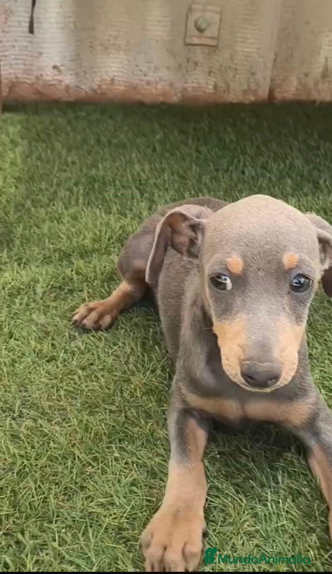 Pinscher Miniatura perros en venta: Mini-pinscher blue Macho  - Imagen 5