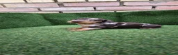Teckel Miniatura perros en venta: teckel miniatura arlequín chocolate varios colores - Anuncio 2