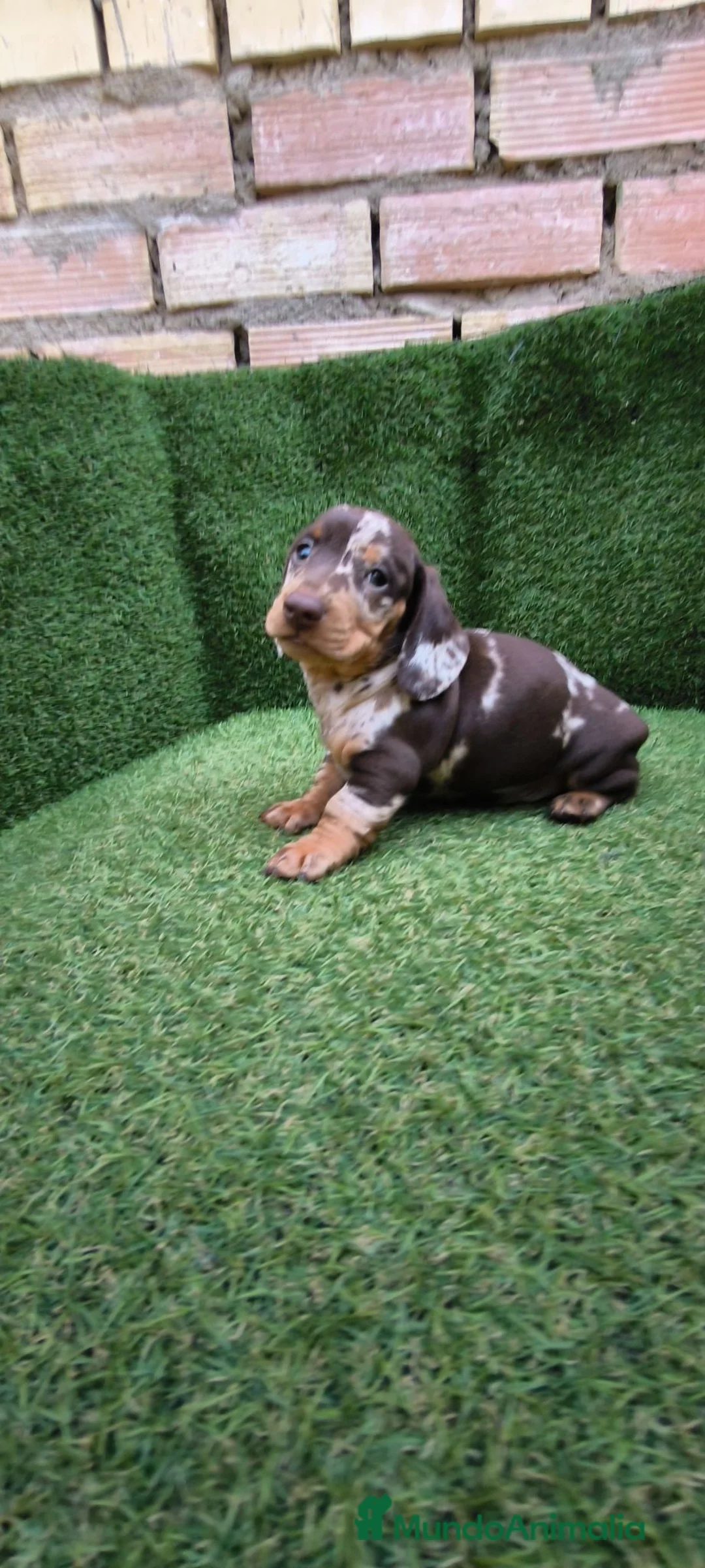 Teckel Miniatura perros en venta: teckel miniatura arlequín chocolate varios colores - Anuncio 2