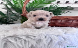 Maltipoo perros en venta: MALTIPOO MACHO - Imagen 3