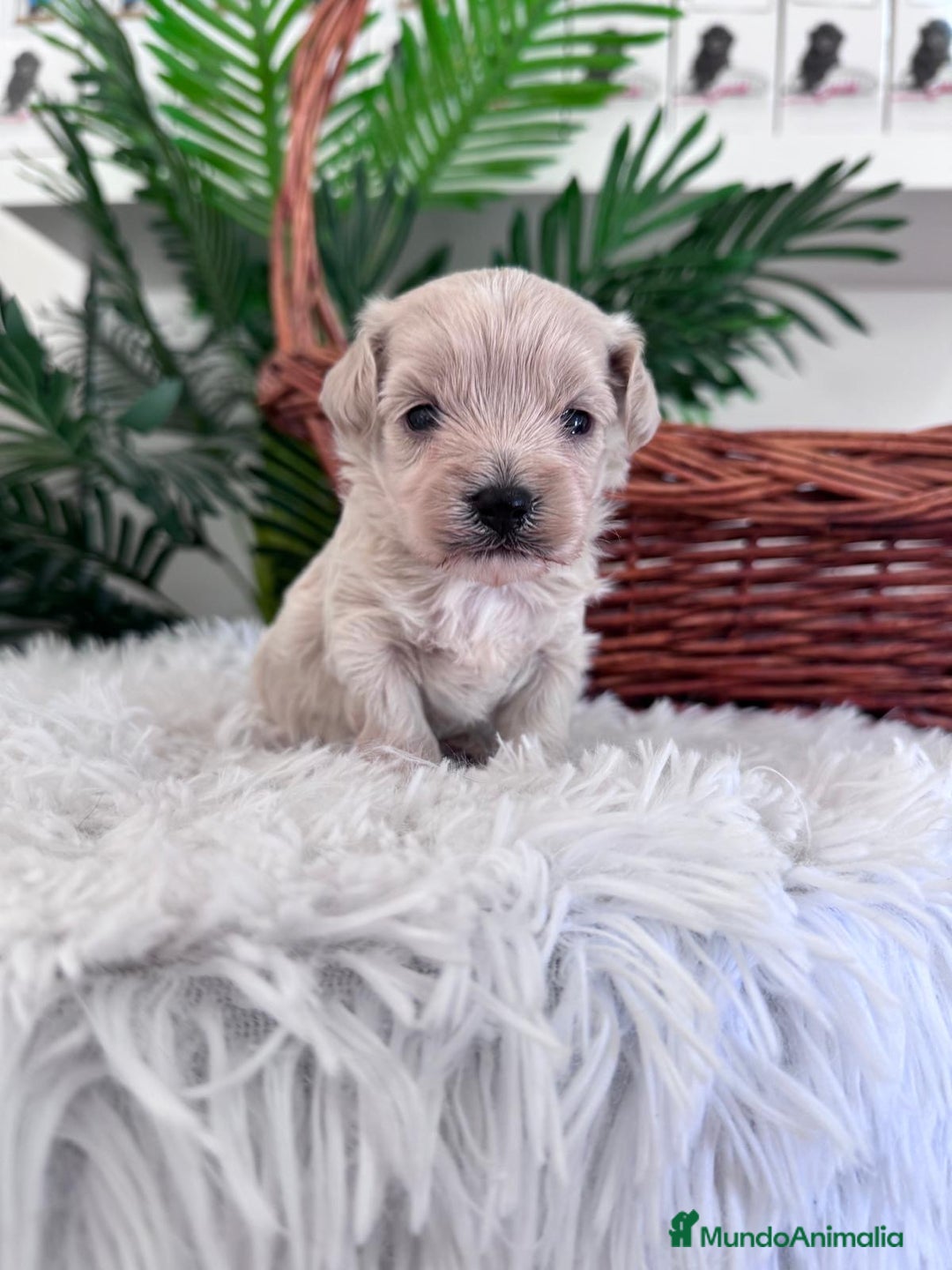 Maltipoo perros en venta: MALTIPOO MACHO - Imagen 3