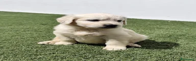 Golden Retriever 3