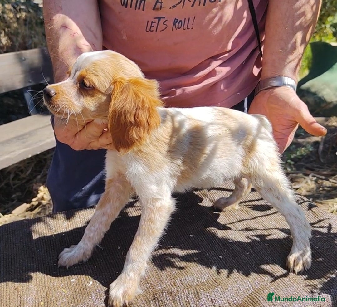 Épagneul Breton perros en venta: CACHORROS DE ESPAGNEULS BRETON  - Imagen 5