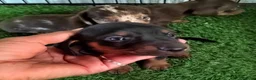Teckel Miniatura perros en venta: Camada de Teckel miniatura - Anuncio 5