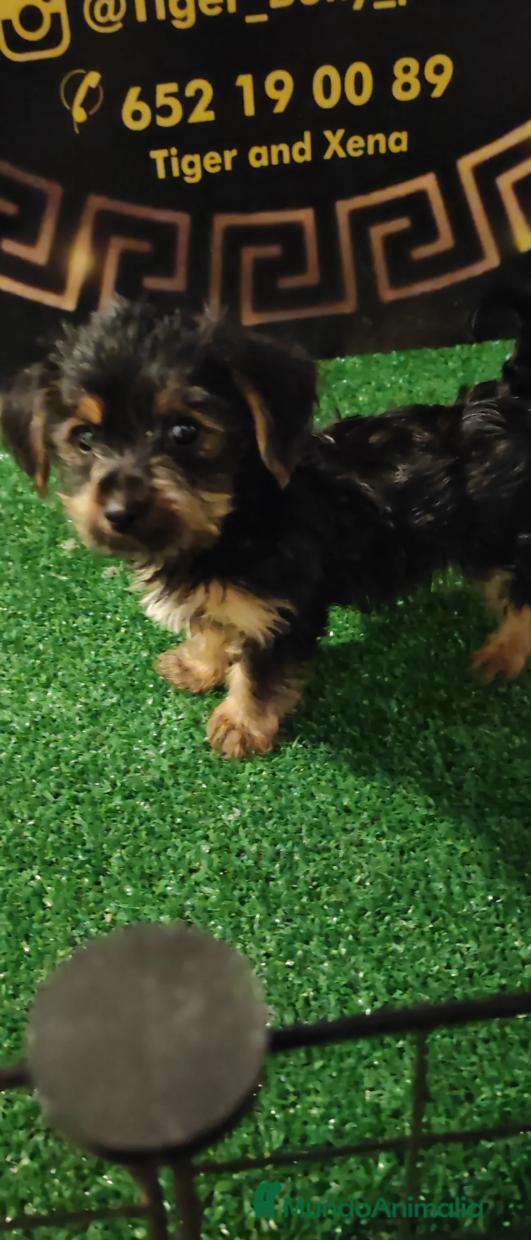 Yorkshire Terrier perros en venta: Camada de Yorkshire - Anuncio 6