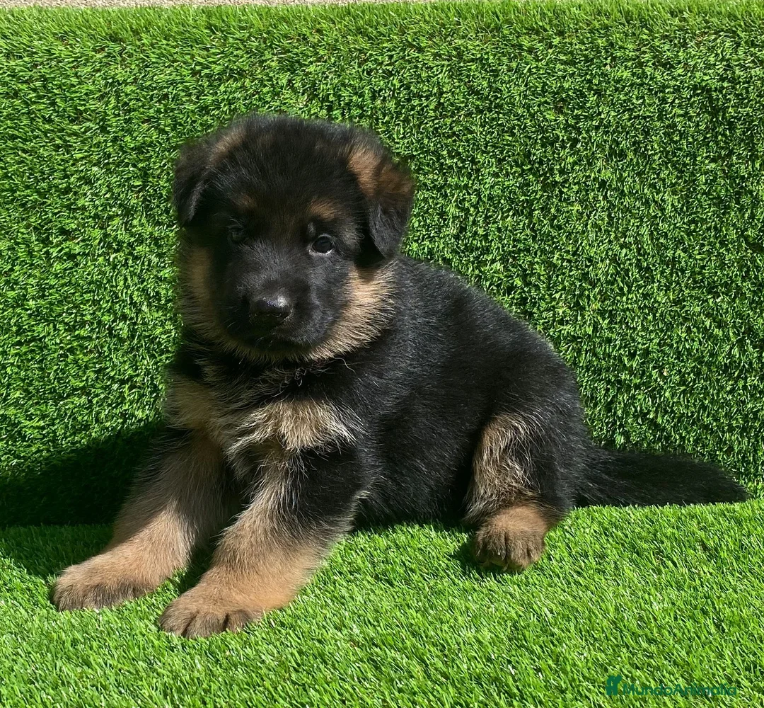 Pastor Alemán perros en venta: Cachorras de pastor alemán - Anuncio 8