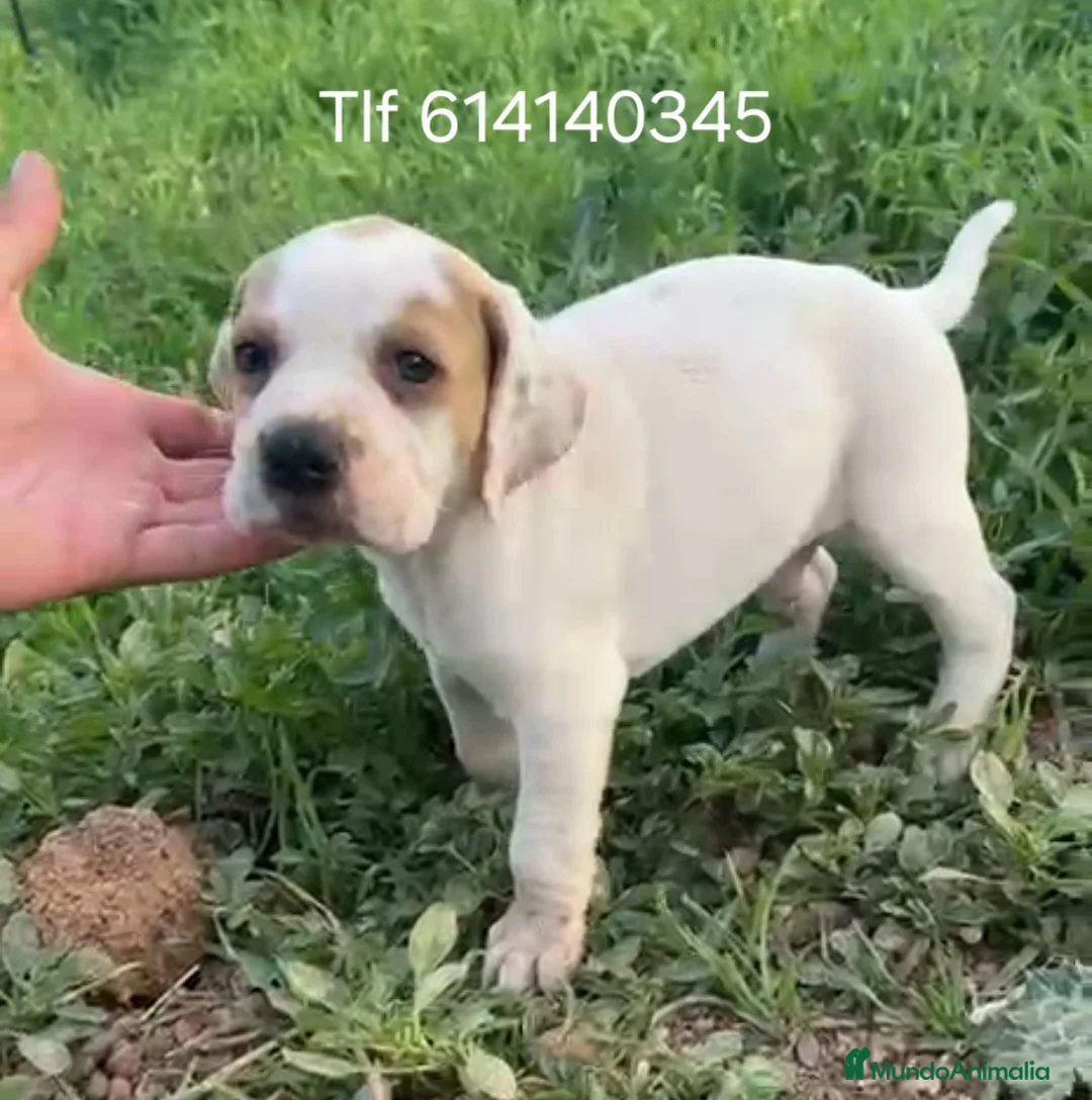 Pointer perros en venta: Excelente camada de pointer  - Anuncio 2