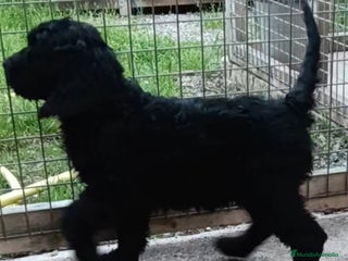Labradoodle perros en Girona - Anuncio 2