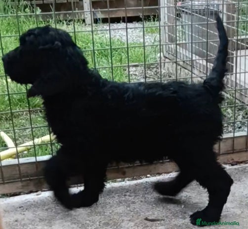 Labradoodle perros en Girona - Anuncio 2