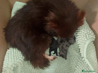 Pomerania perros Pomerania para reservar exóticos - Anuncio 1