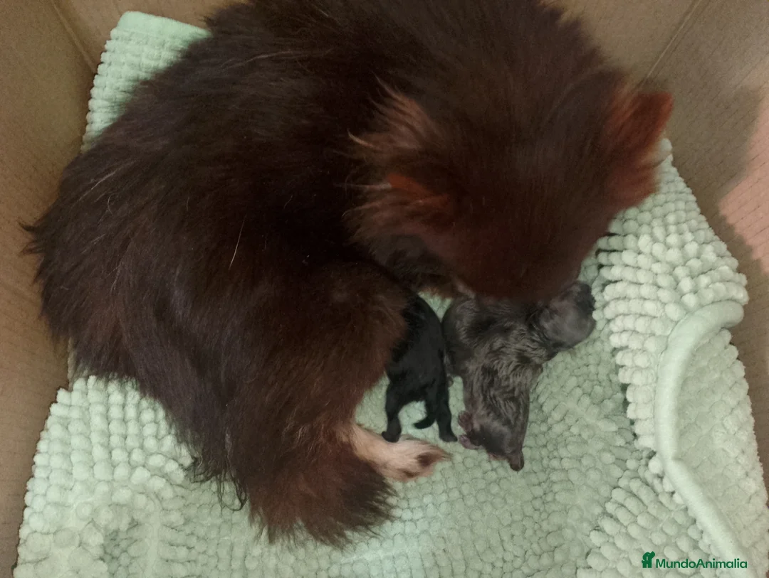 Pomerania perros en venta: Pomerania para reservar exóticos  - Anuncio 2