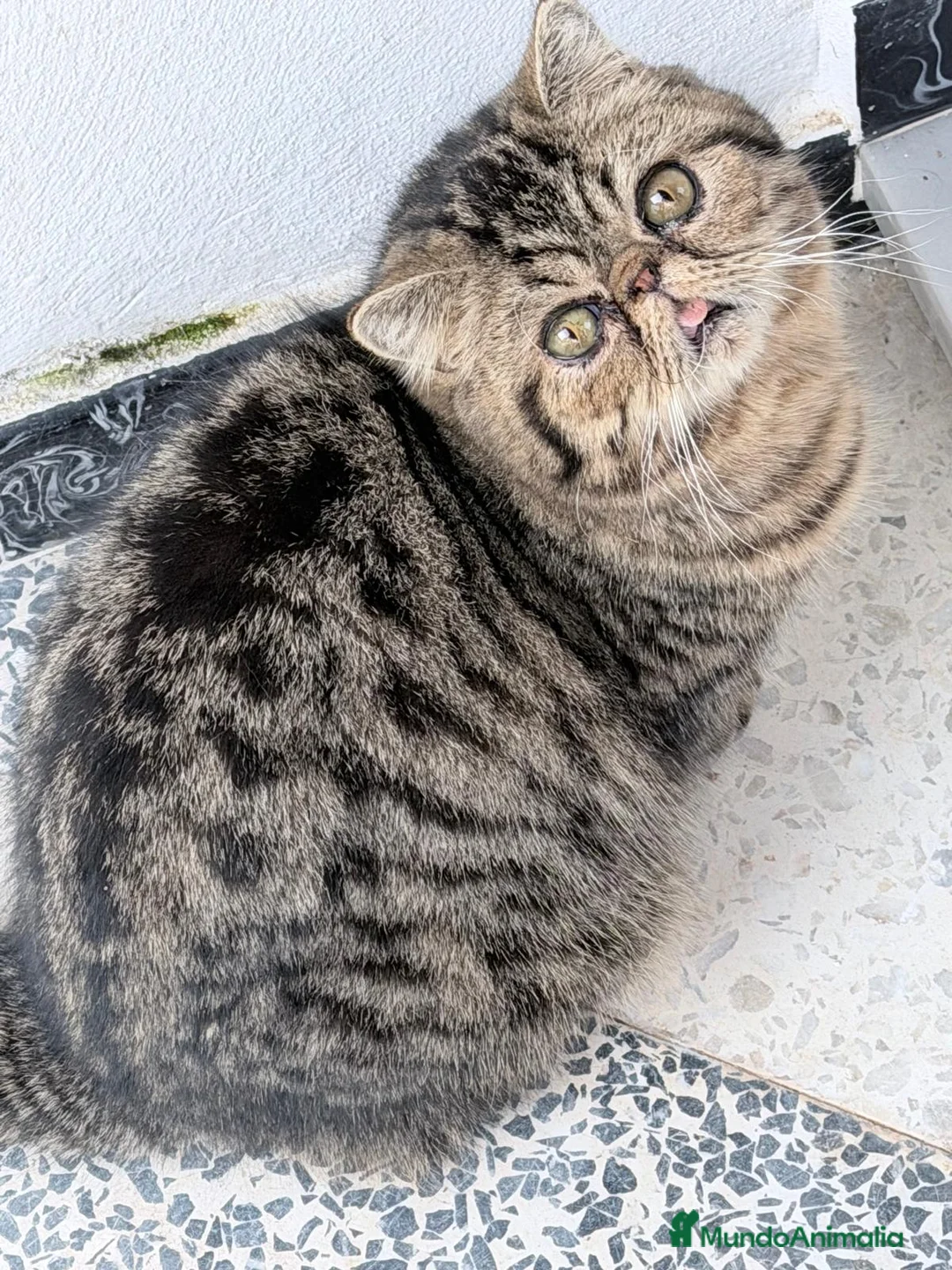 Persa gatos en venta: Persa Exótico - Anuncio 5