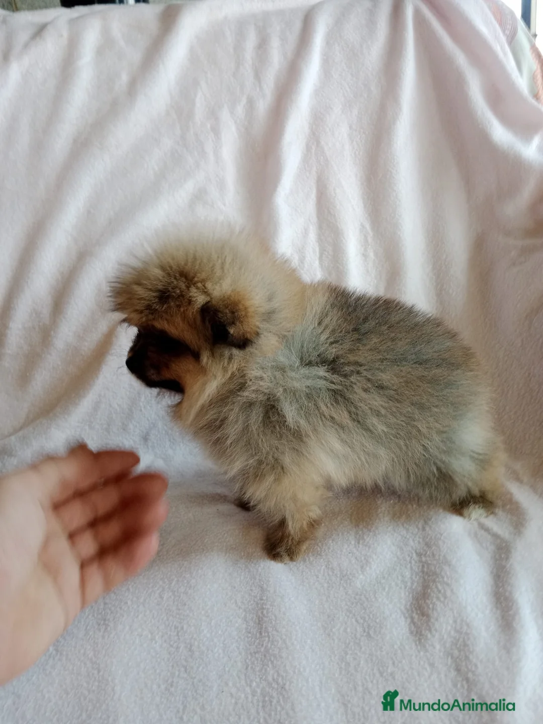 Pomerania perros en venta: Pomerania machos y hembras disponibles  en Granada - Anuncio 13