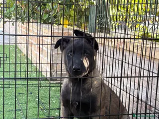 Pastor Belga Malinois perros Cachorro con pedigree - Anuncio 3