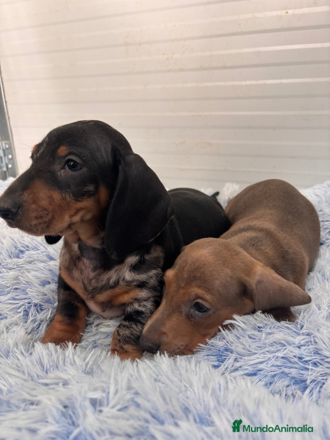 Teckel perros en venta: TECKEL STANDARD - Anuncio 1