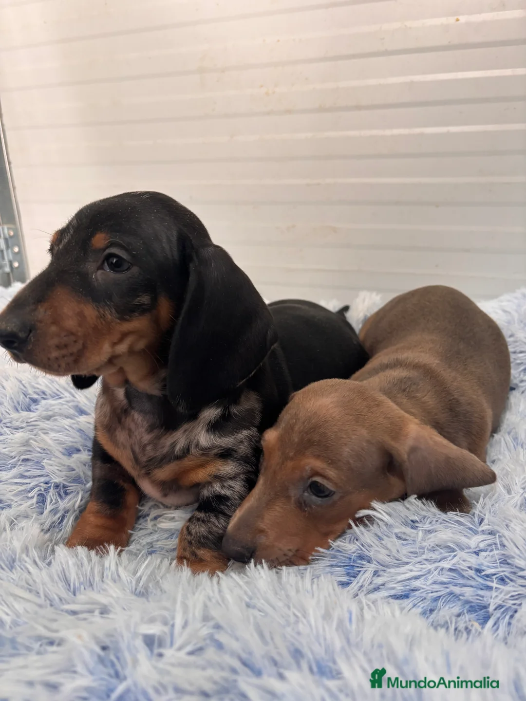 Teckel perros en venta: TECKEL STANDARD - Anuncio 1