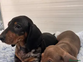 Teckel perros TECKEL STANDARD - Anuncio 10