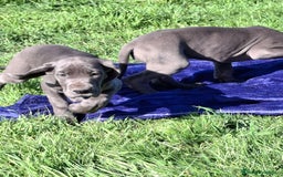Dogo Alemán perros en venta: Gran Danés o Dogo Alemán Azules. - Imagen 6