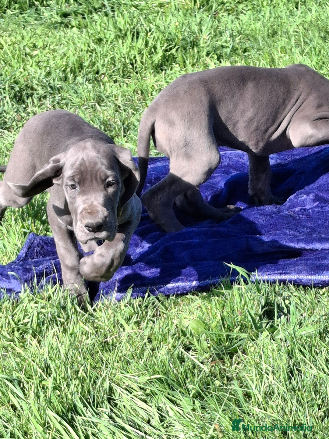Dogo Alemán perros en venta: Gran Danés o Dogo Alemán Azules. - Imagen 6