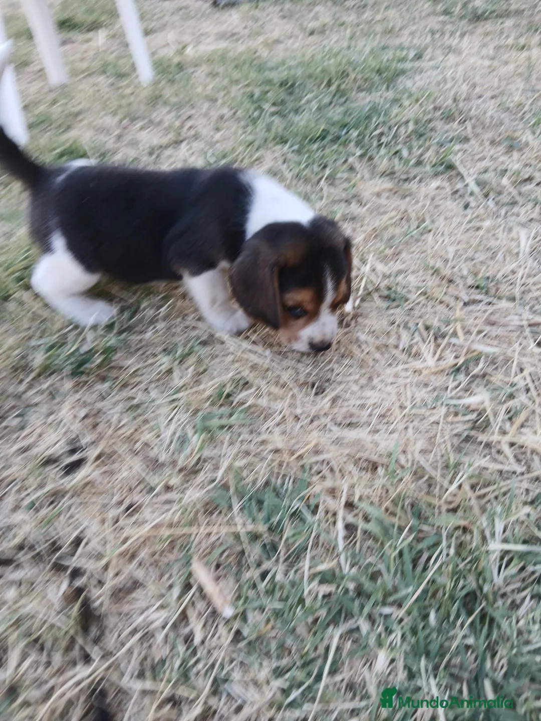 Beagle perros en venta: Beagle en Madrid - Anuncio 2