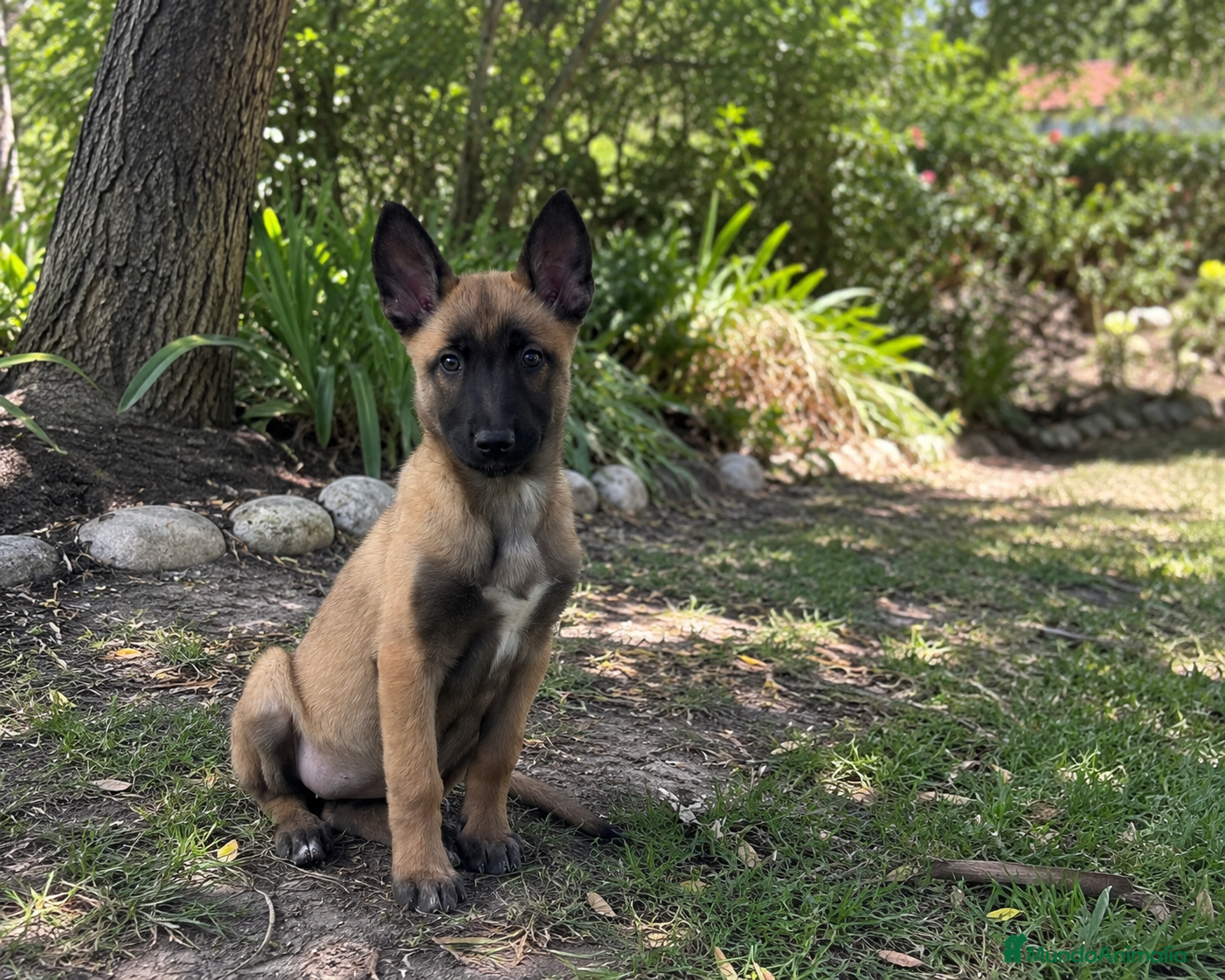 Pastor Belga Malinois perros ÚLTIMA HEMBRA PASTOR BELGA MALINOIS ✨🐾 - Anuncio 1