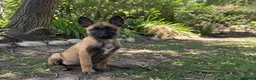 Pastor Belga Malinois perros en venta: ÚLTIMA HEMBRA PASTOR BELGA MALINOIS ✨🐾 - Anuncio 1