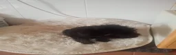 Perro de Agua Español perros en venta: Perro de agua  - Anuncio 5