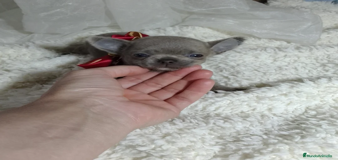 Imagen de galería {{count}}