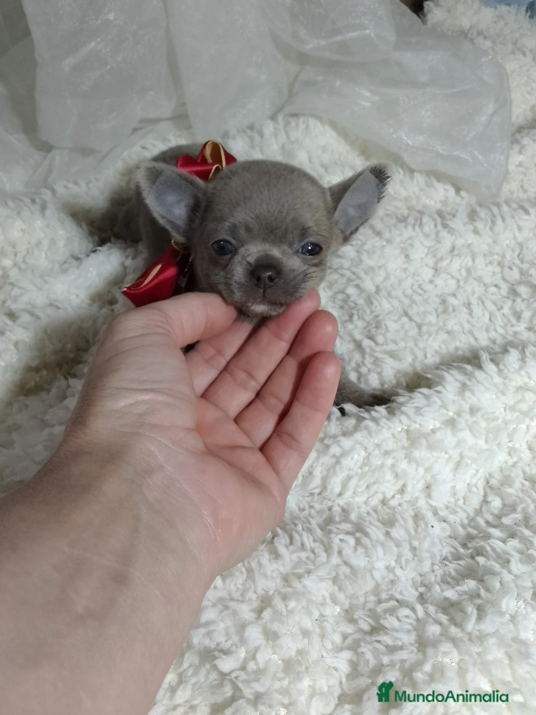 Imagen de galería {{count}}