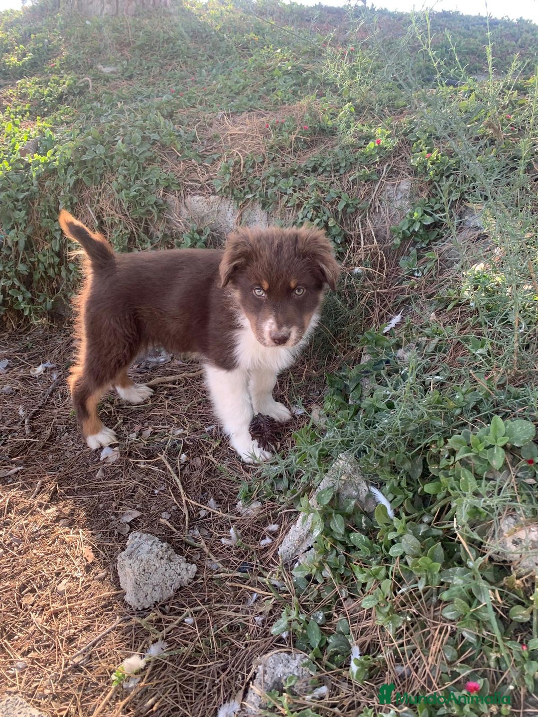 Pastor Australiano perros en venta: PASTOR AUSTRALIANO - Anuncio 11