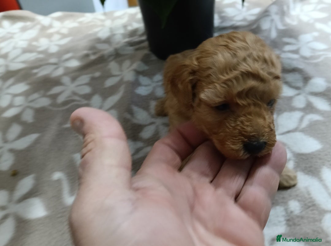 Caniche Toy perros en venta:  CANICHE TOY - Anuncio 2