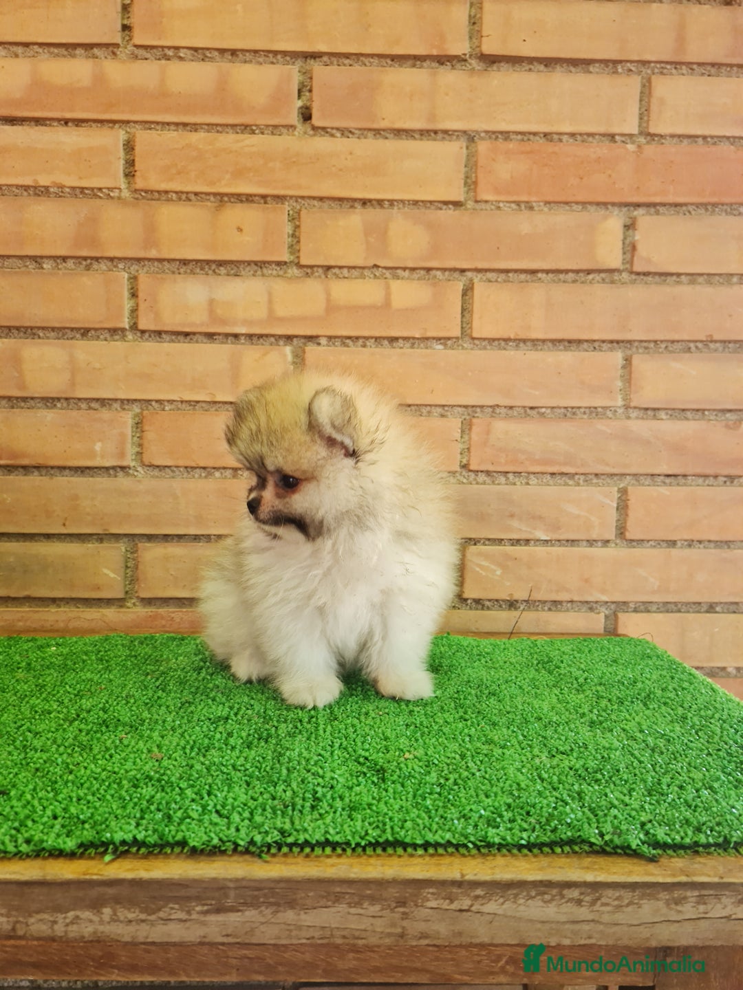Pomerania perros en venta: Pomerania toy - Imagen 12