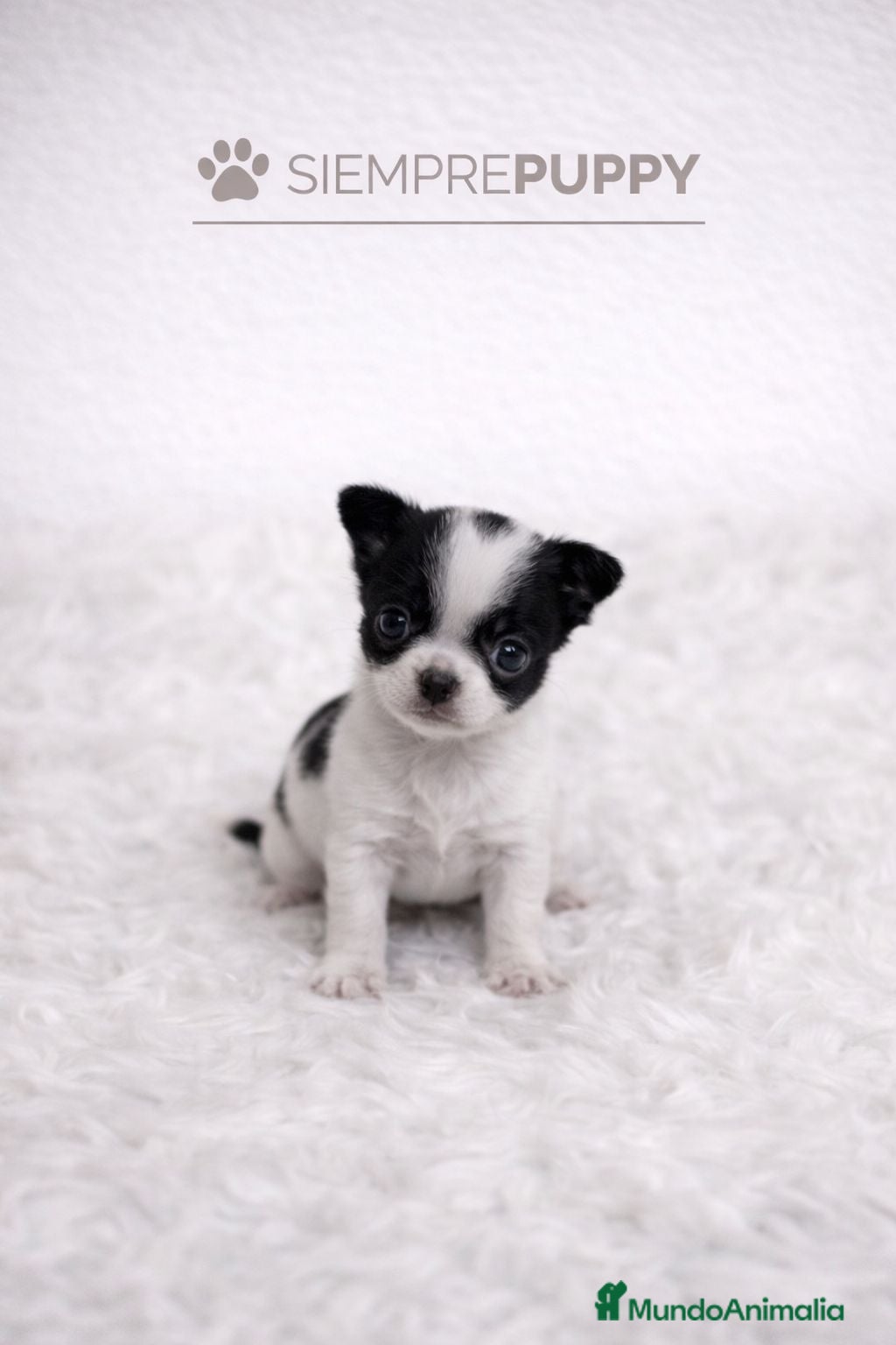 Chihuahua perros CHIHUAHUA PELO CORTO MINI TOY - Anuncio 1