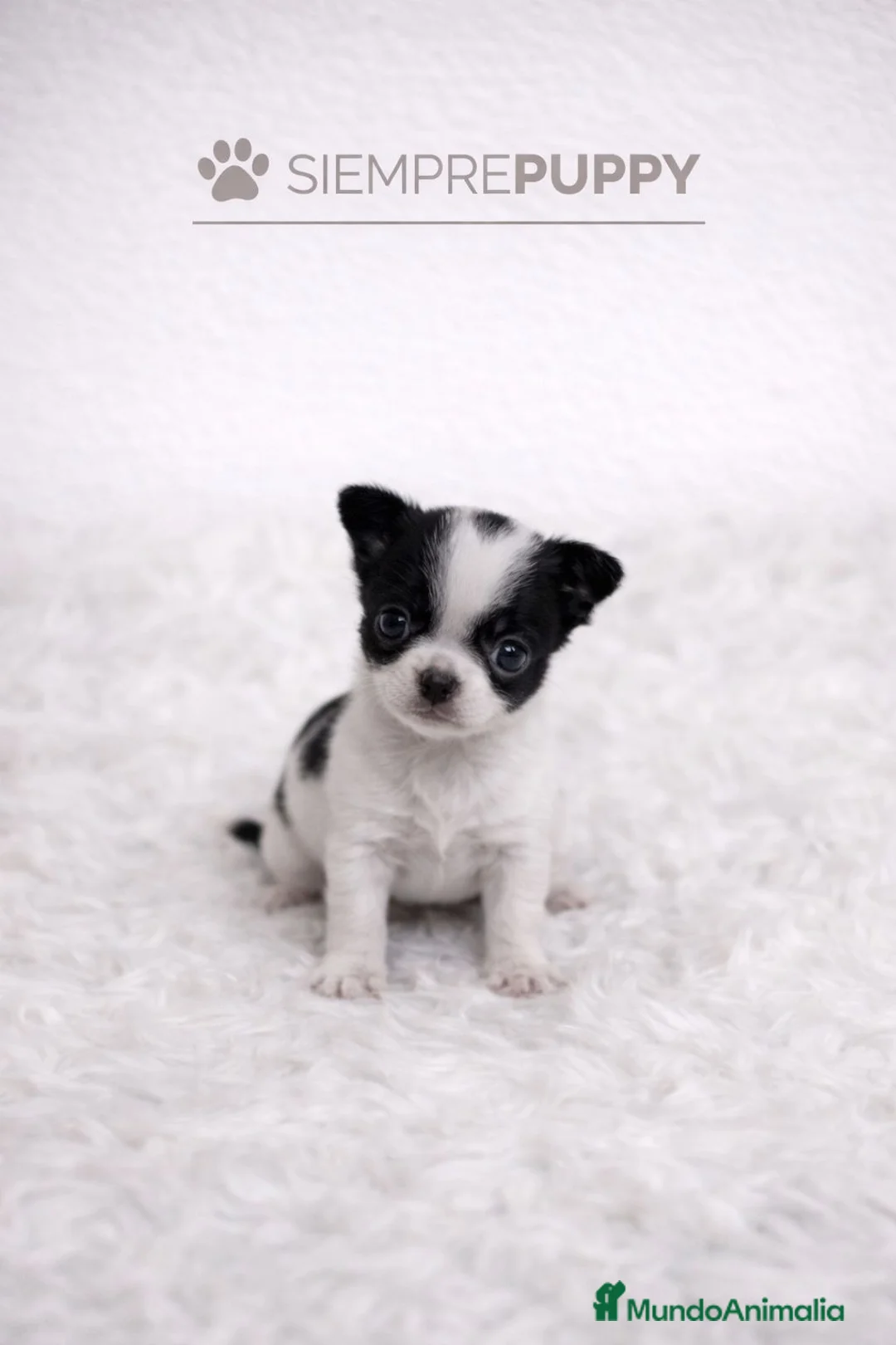 Chihuahua perros en venta: CHIHUAHUA PELO CORTO MINI TOY - Anuncio 1