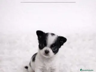 Chihuahua perros CHIHUAHUA PELO CORTO MINI TOY - Anuncio 1