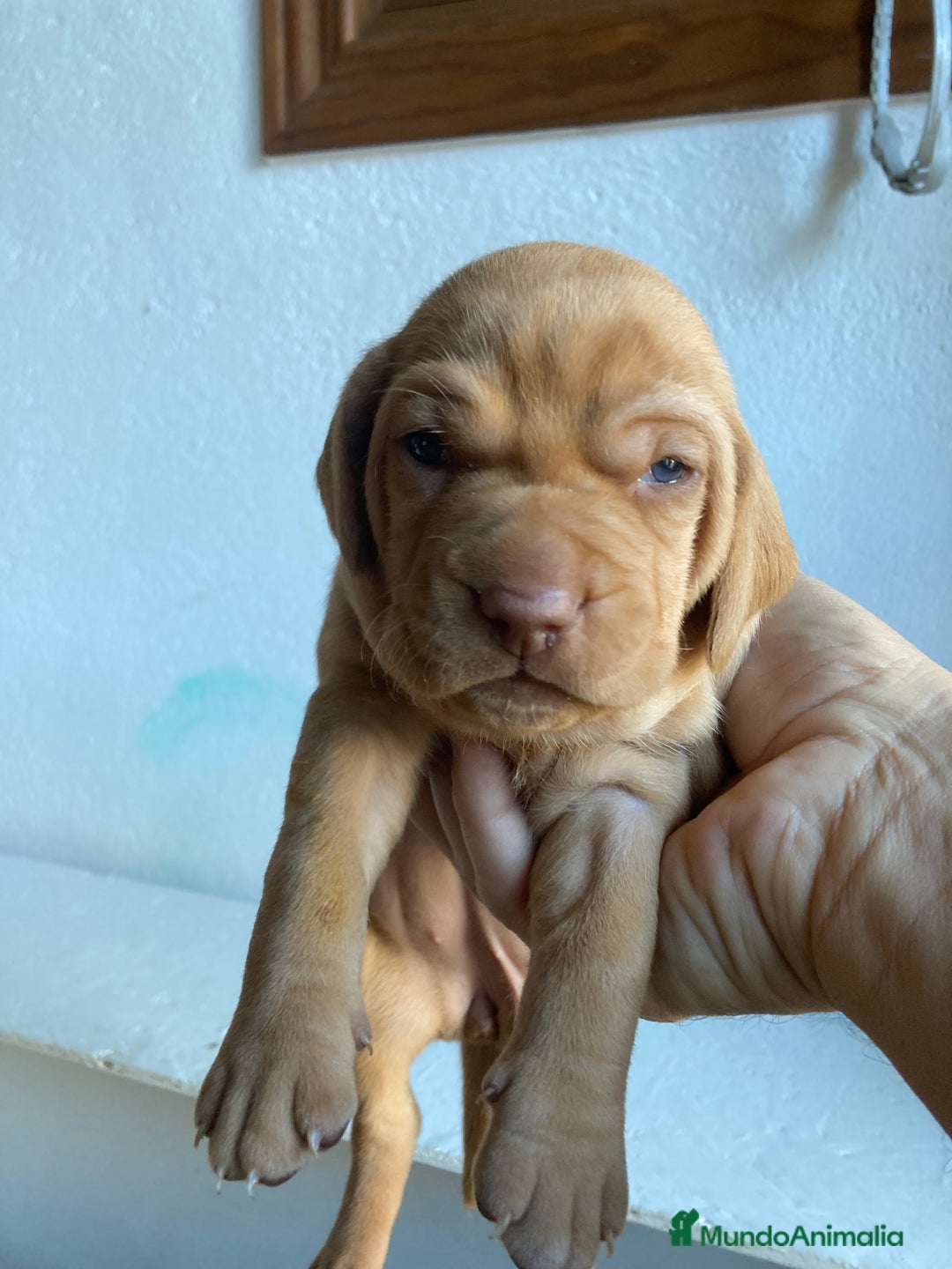 Braco Húngaro de Pelo Corto perros en venta: Cachorros de Braco Húngaro (Vizsla) — Criador aut. - Imagen 13