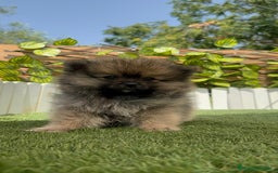 Pomerania perros en venta: POMERANIA HEMBRA COLOR SABLE - Imagen 13