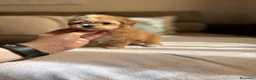 Maltipoo perros en venta: Maltipoo muy bonitos !!! - Anuncio 10