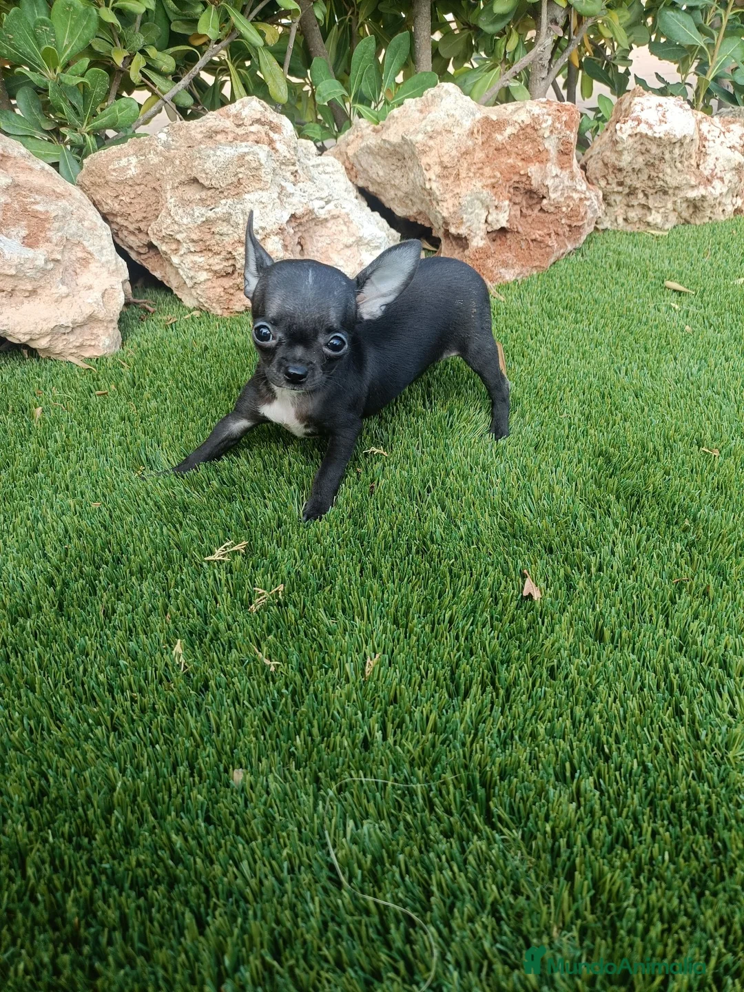 Chihuahua perros en venta: Espectacular Hembrita de Chihuahua - Anuncio 2