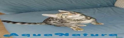 Bengalí gatos en venta: Gatitos BENGALI - AQUANATURA en Barcelona - Anuncio 8